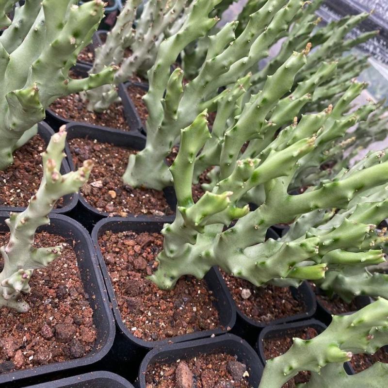 白珊瑚稀有开花萝藦科办公室桌面吸甲醛防辐射
