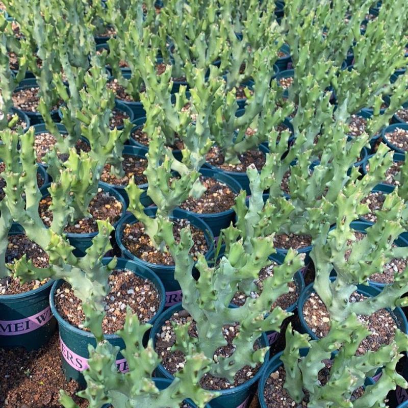 白珊瑚稀有开花萝藦科办公室桌面吸甲醛防辐射