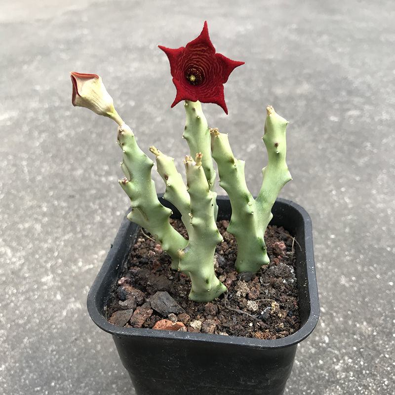 白珊瑚稀有开花萝藦科办公室桌面吸甲醛防辐射