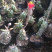普西丽菊多肉植物无刺仙人柱趣味盆栽创意迷你绿植
