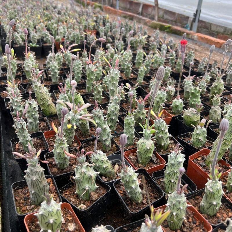 普西丽菊多肉植物无刺仙人柱趣味盆栽创意迷你绿植