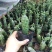 普西丽菊多肉植物无刺仙人柱趣味盆栽创意迷你绿植