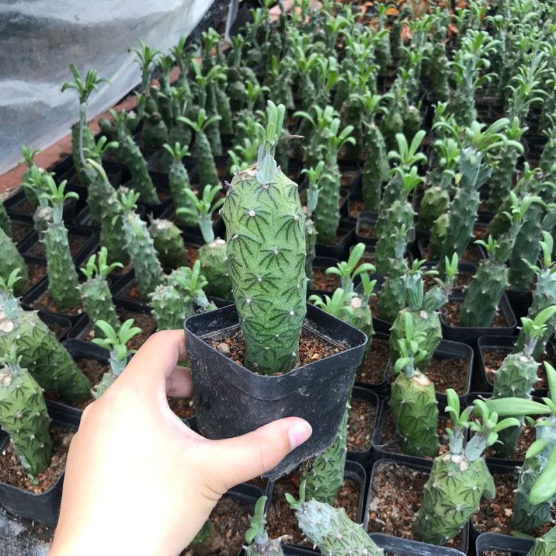 普西丽菊多肉植物无刺仙人柱趣味盆栽创意迷你绿植