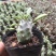 普西丽菊多肉植物无刺仙人柱趣味盆栽创意迷你绿植