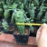 普西丽菊多肉植物无刺仙人柱趣味盆栽创意迷你绿植