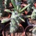 普西丽菊多肉植物无刺仙人柱趣味盆栽创意迷你绿植