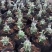 普西丽菊多肉植物无刺仙人柱趣味盆栽创意迷你绿植