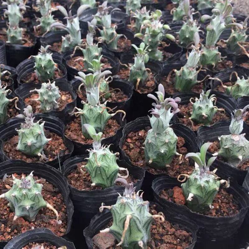 普西丽菊多肉植物无刺仙人柱趣味盆栽创意迷你绿植