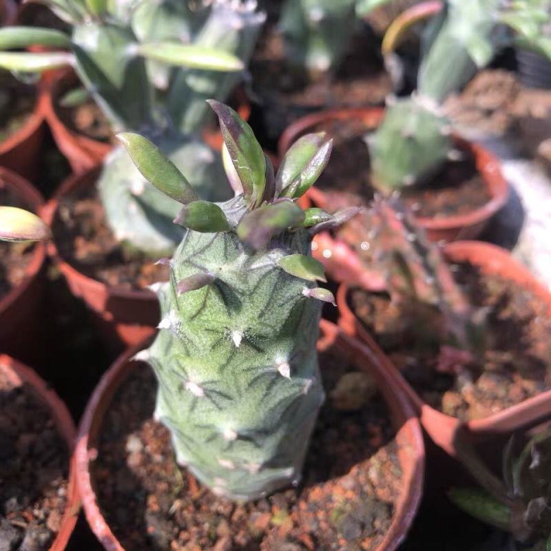 普西丽菊多肉植物无刺仙人柱趣味盆栽创意迷你绿植