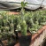 普西丽菊多肉植物无刺仙人柱趣味盆栽创意迷你绿植