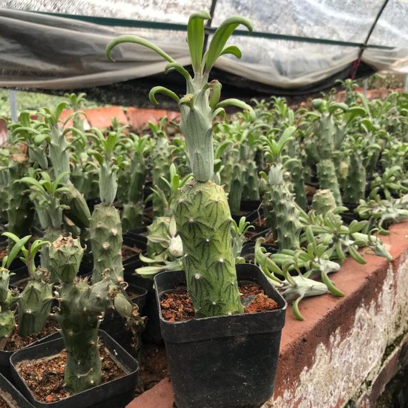 普西丽菊多肉植物无刺仙人柱趣味盆栽创意迷你绿植