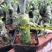 普西丽菊多肉植物无刺仙人柱趣味盆栽创意迷你绿植