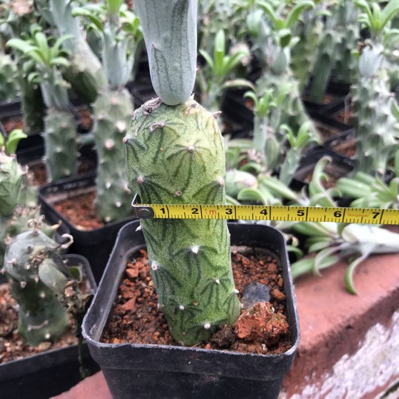普西丽菊多肉植物无刺仙人柱趣味盆栽创意迷你绿植