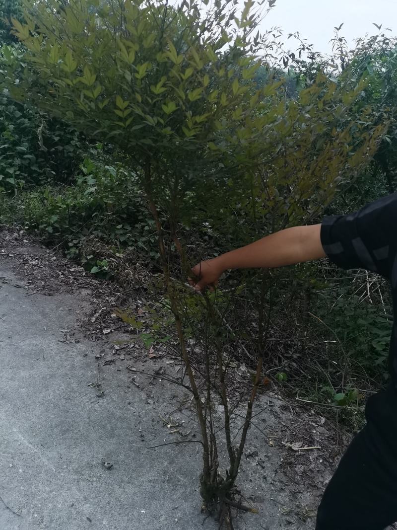 南天竹