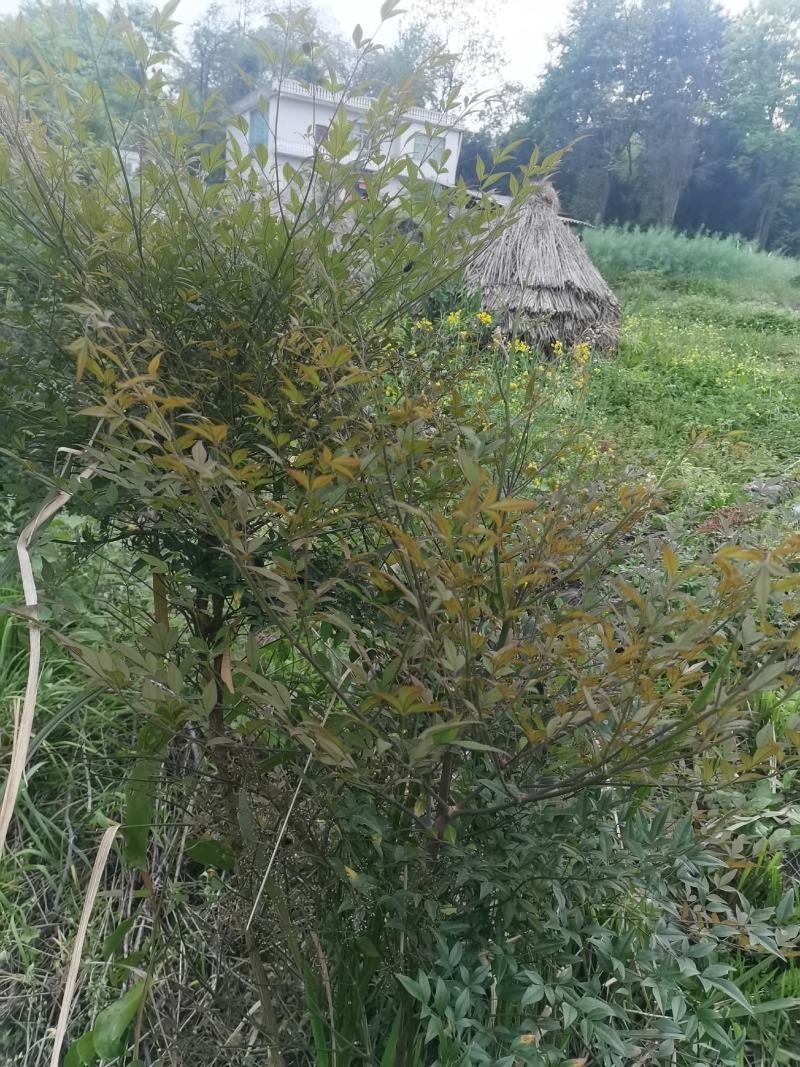 南天竹