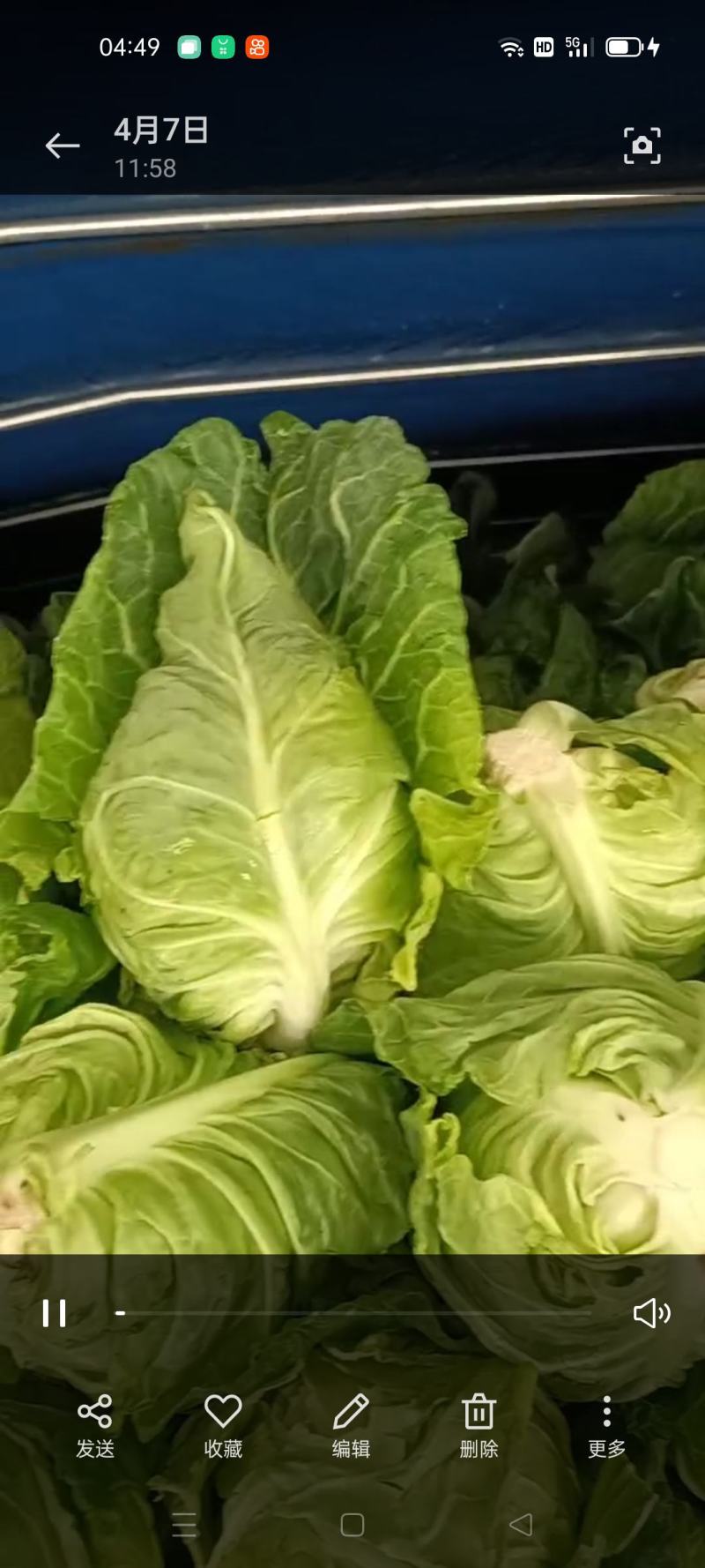 萧山牛心菜尖包菜