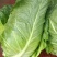 萧山牛心菜尖包菜