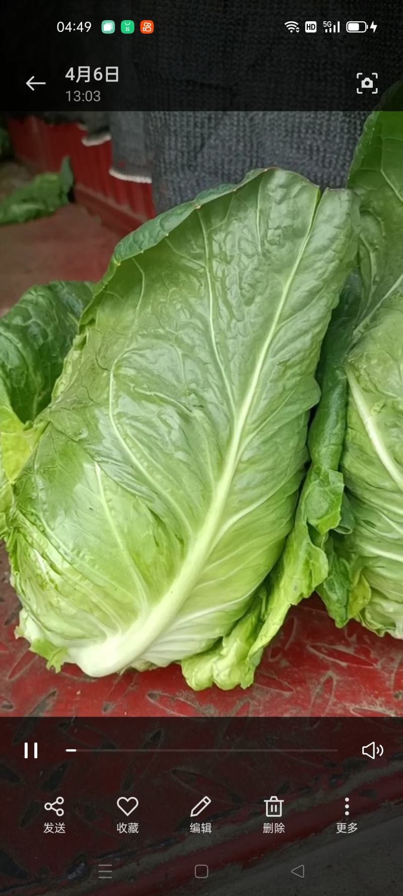 萧山牛心菜尖包菜