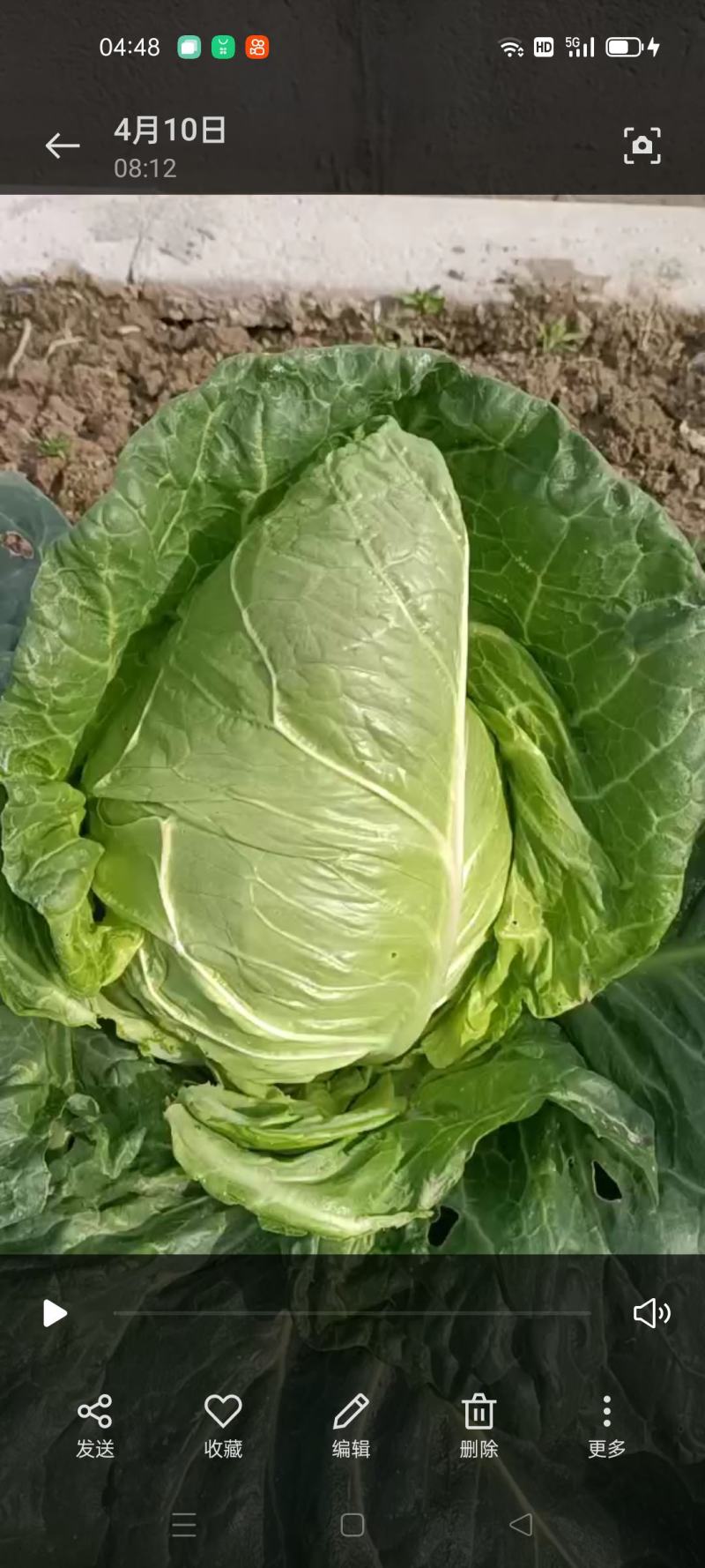 萧山牛心菜尖包菜