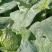 萧山牛心菜尖包菜