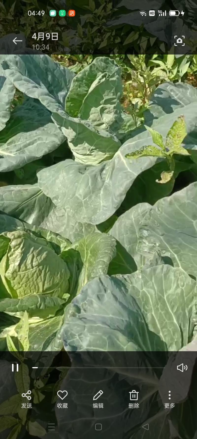 萧山牛心菜尖包菜