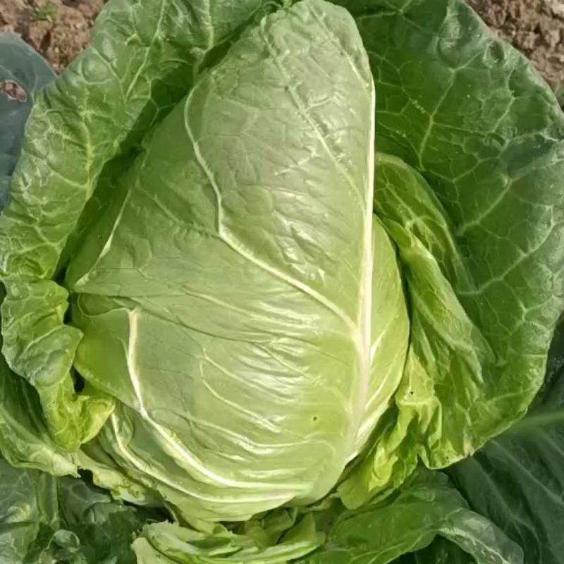 萧山牛心菜尖包菜
