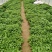 自有基地淀粉型商薯19红薯苗品种纯