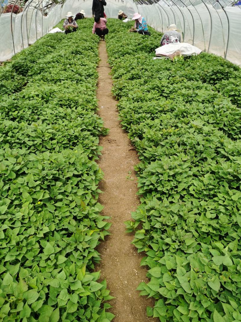 自有基地淀粉型商薯19红薯苗品种纯