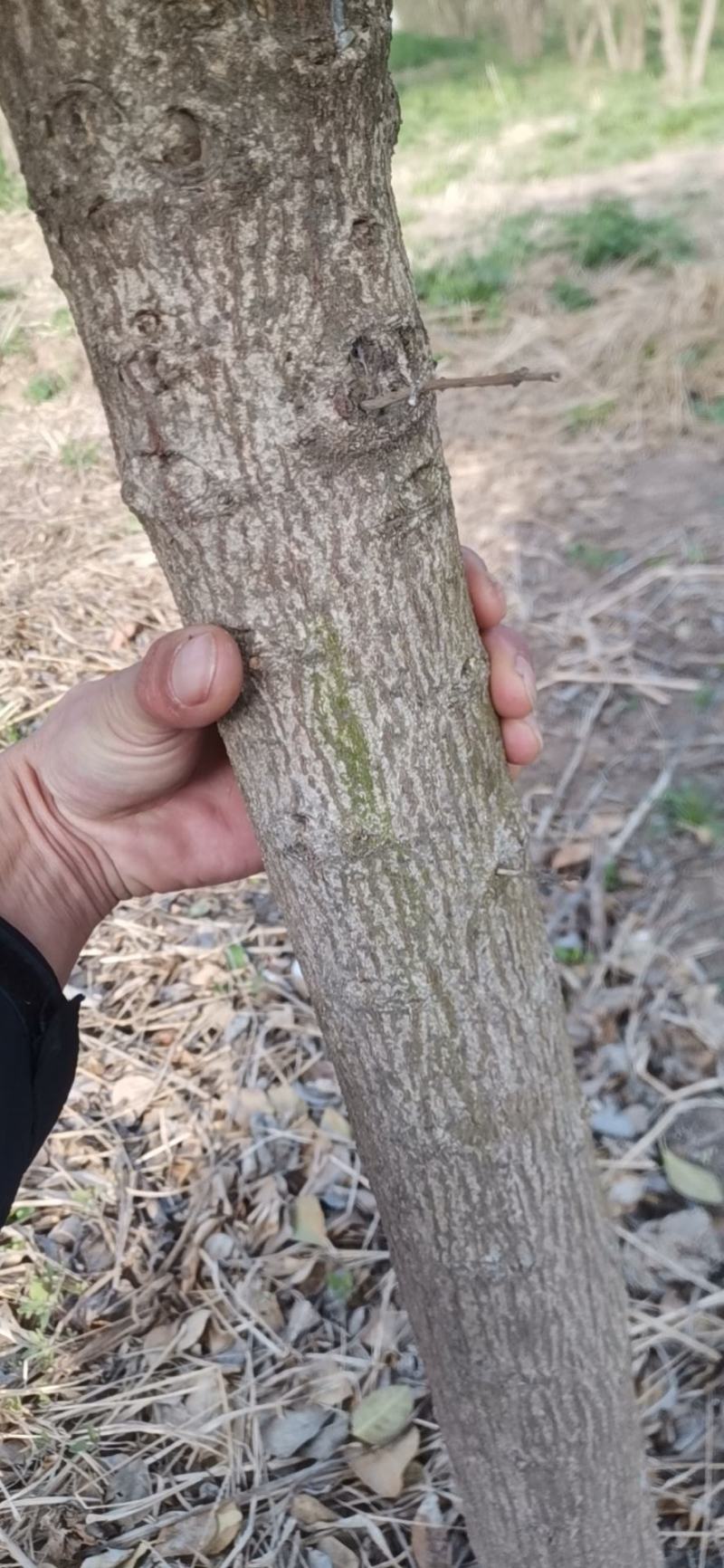 高杆卫矛出售精品