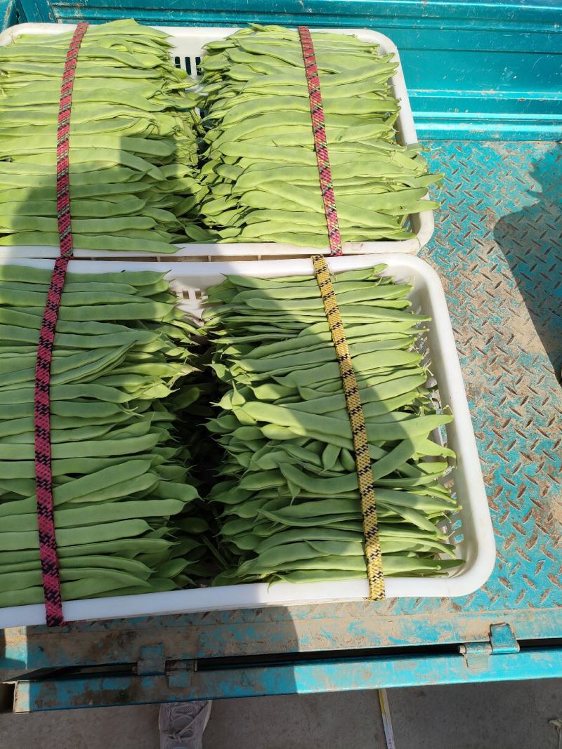 山东扁青芸豆
