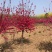 菊花桃精品菊花碧桃产地直发规格齐全全国发货欢迎联系