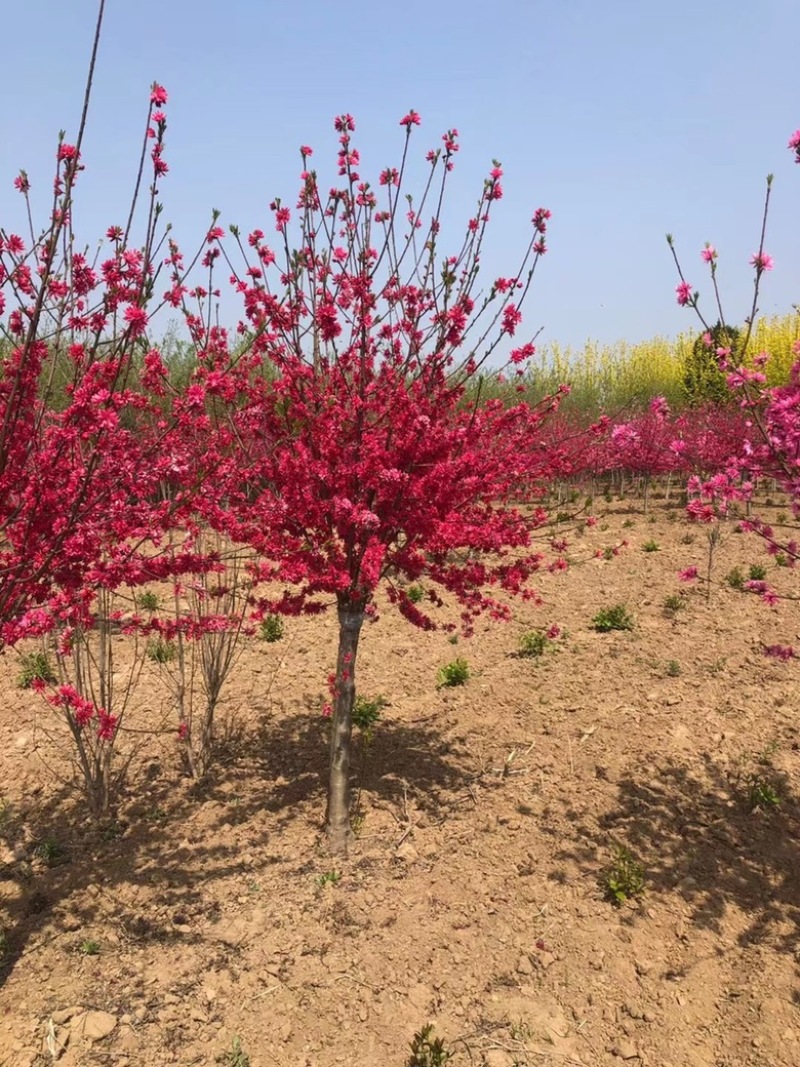 菊花桃精品菊花碧桃产地直发规格齐全全国发货欢迎联系