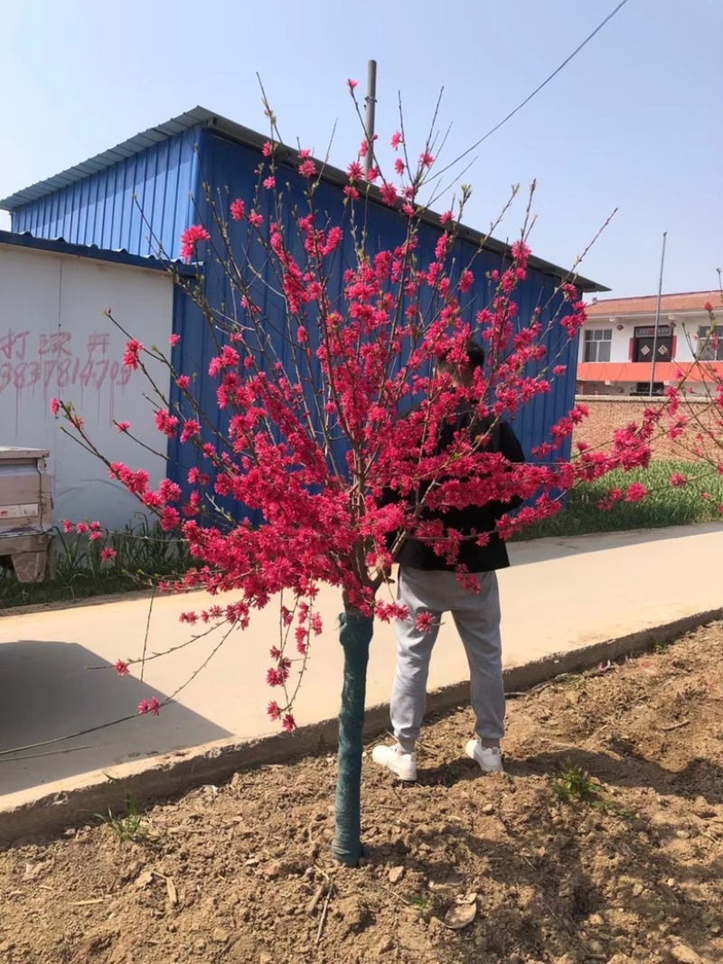 菊花桃精品菊花碧桃产地直发规格齐全全国发货欢迎联系