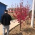菊花桃精品菊花碧桃产地直发规格齐全全国发货欢迎联系