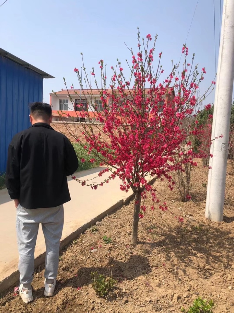 菊花桃精品菊花碧桃产地直发规格齐全全国发货欢迎联系