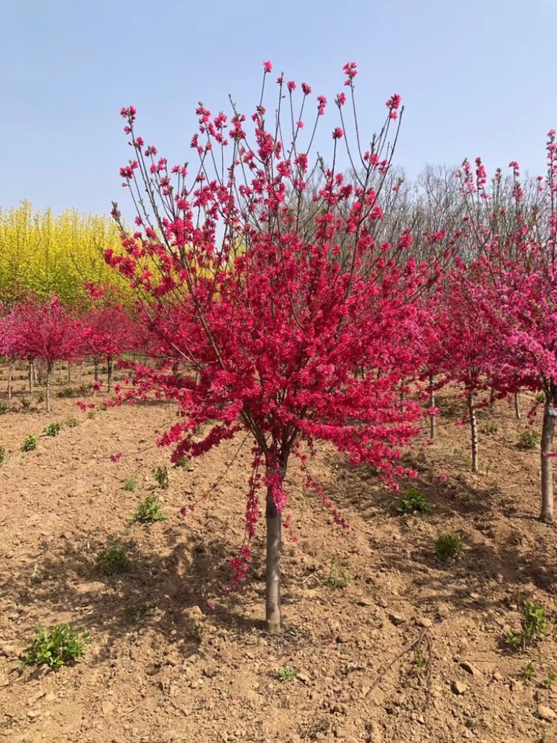菊花桃精品菊花碧桃产地直发规格齐全全国发货欢迎联系