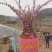 绿叶榆叶梅扦插苗大量销售热卖中欢迎下单秋季小苗上市中