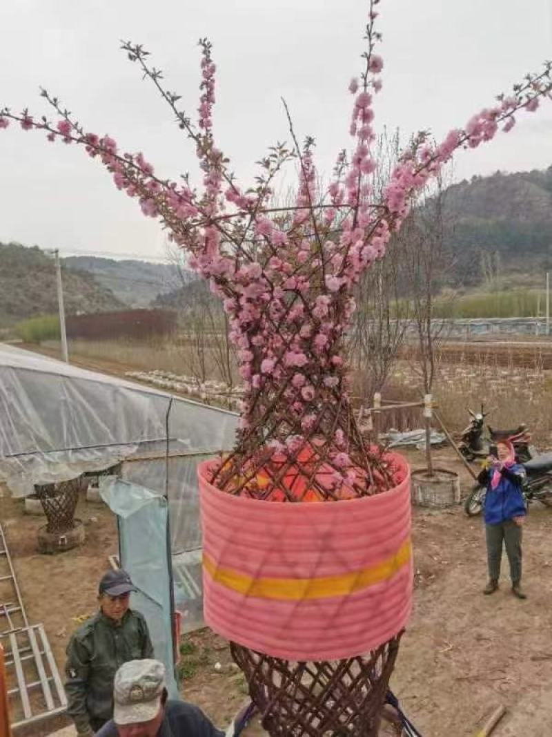 绿叶榆叶梅扦插苗大量销售热卖中欢迎下单秋季小苗上市中