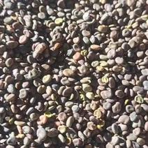 甘肃黄芪种子，过风过筛，出芽率90%，保质保量
