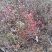 日照市三庄镇映山红育苗中心常年供大红，粉红，紫色，黄色，