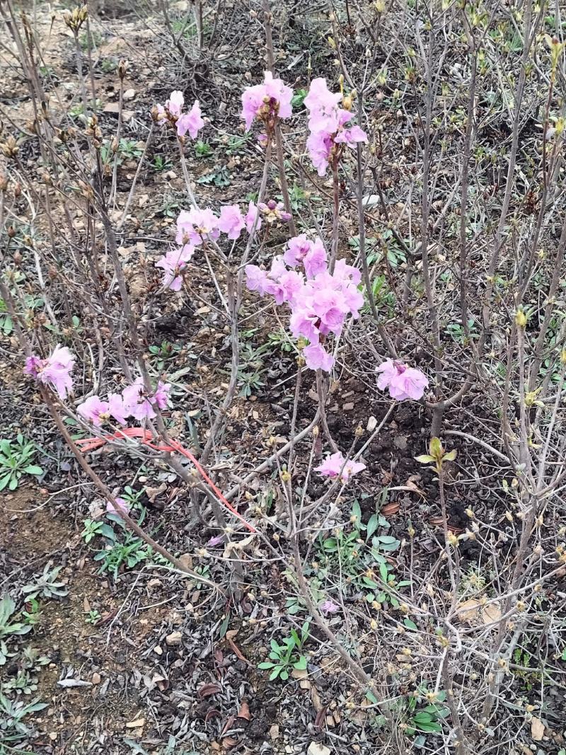 日照市三庄镇映山红育苗中心常年供大红，粉红，紫色，黄色，