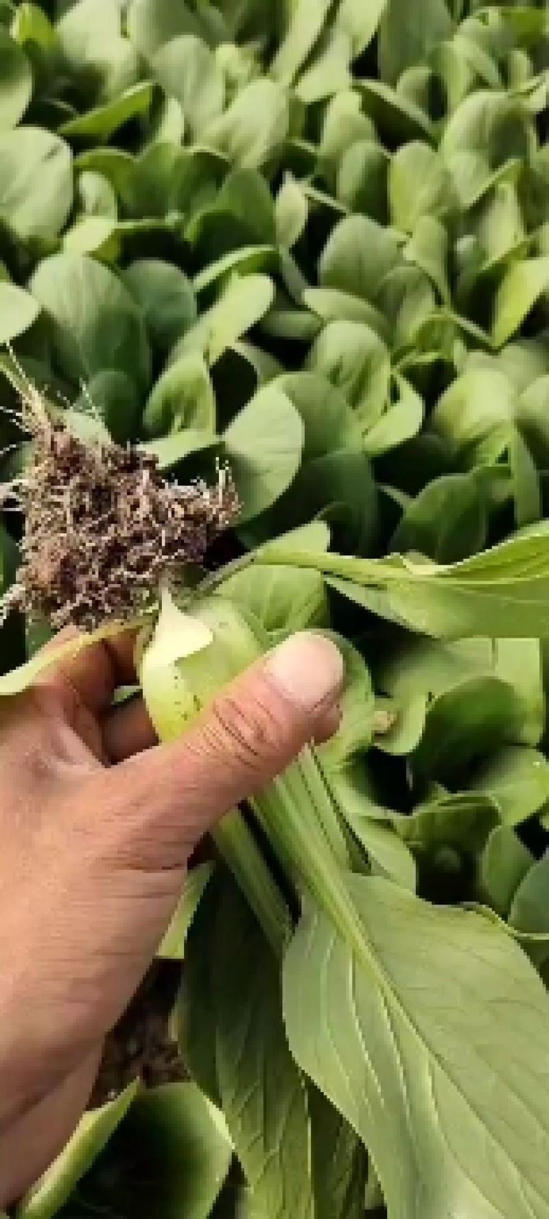 精品上海青