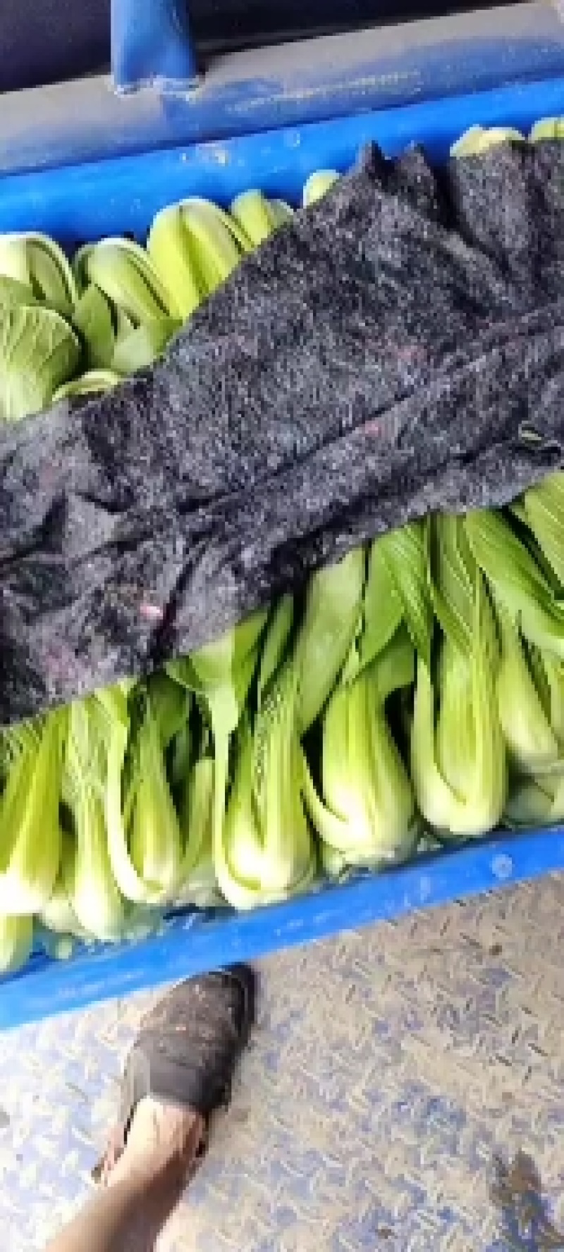 精品上海青