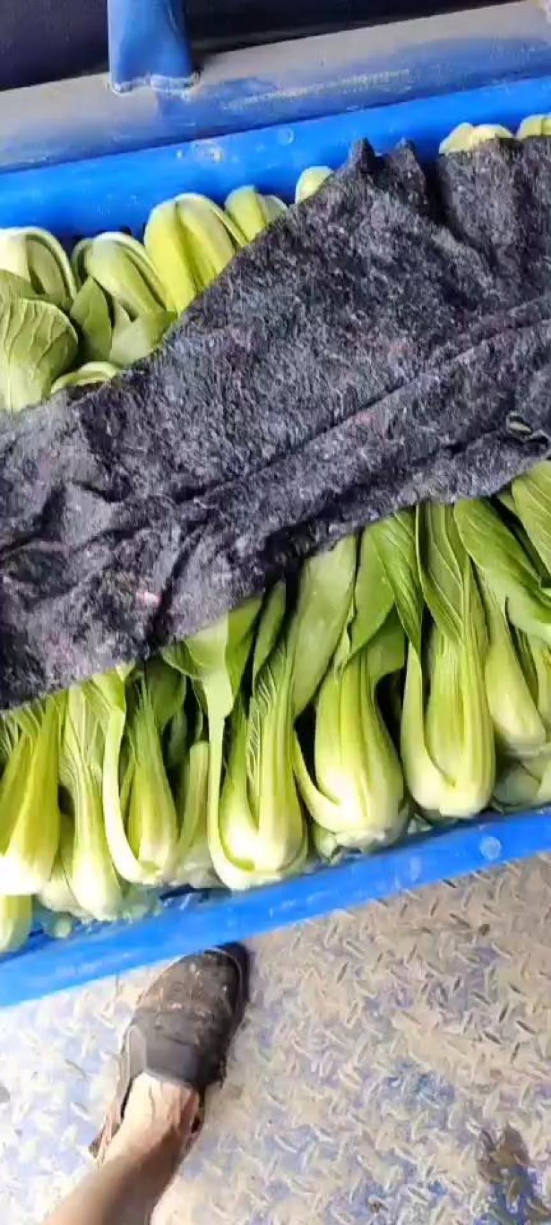精品上海青