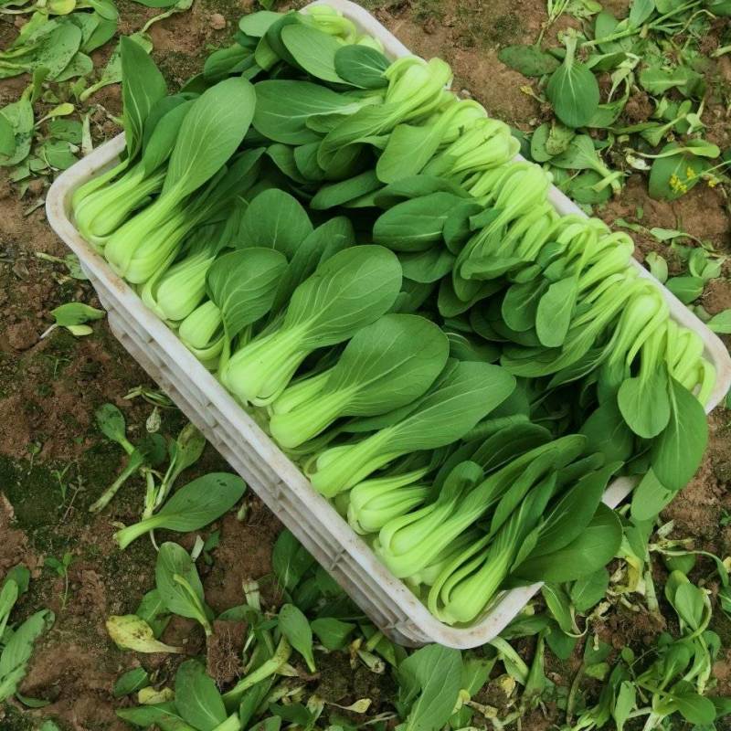 山东曹县精品油菜