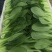 山东曹县精品油菜