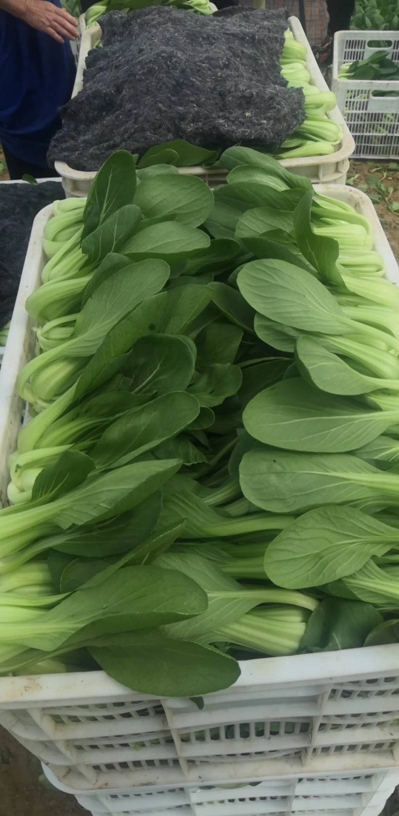 山东曹县精品油菜