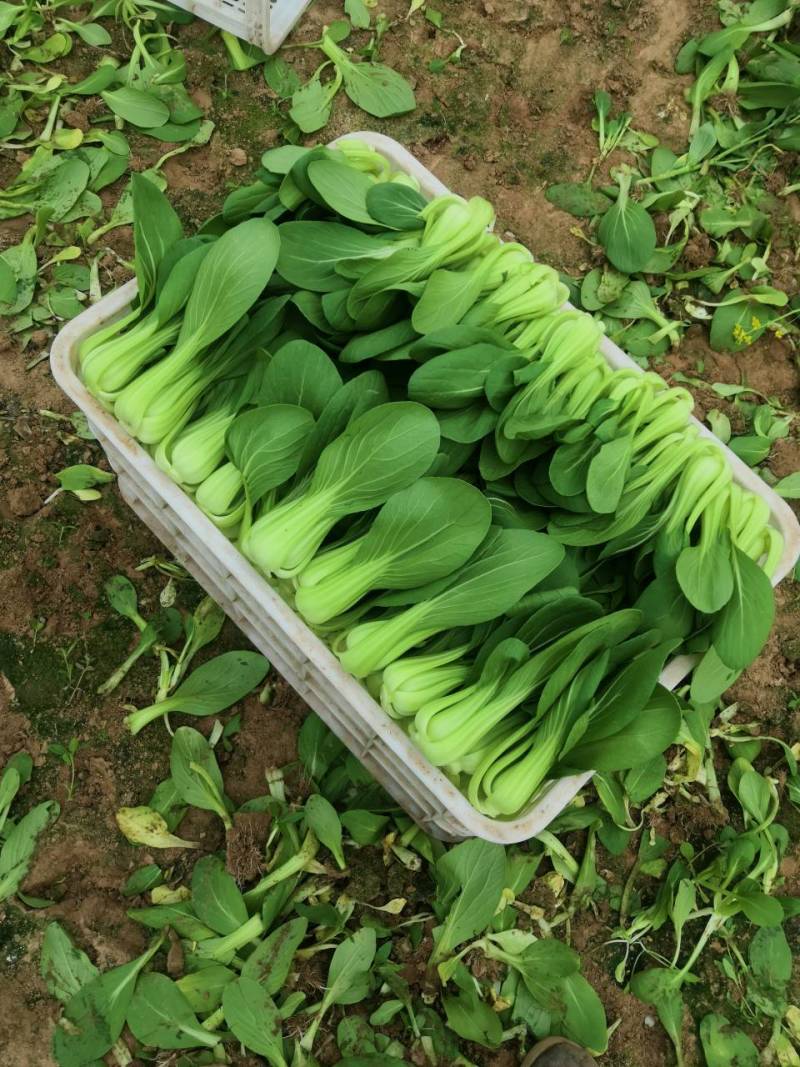 山东曹县精品油菜