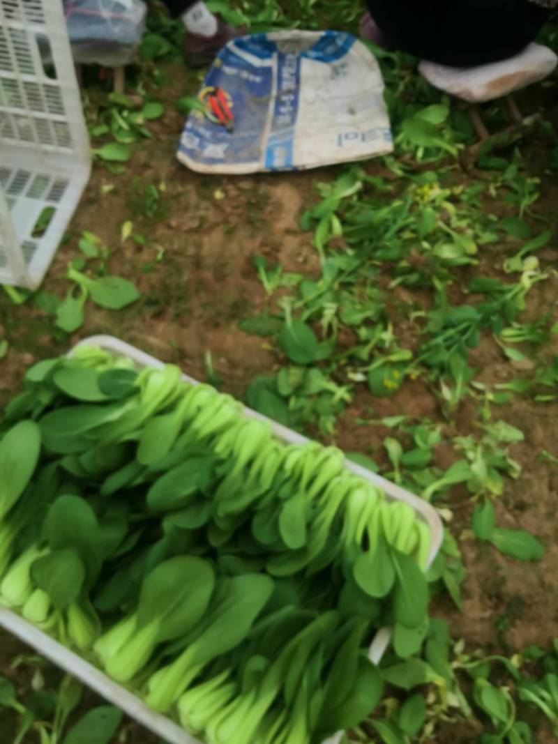 山东曹县精品油菜