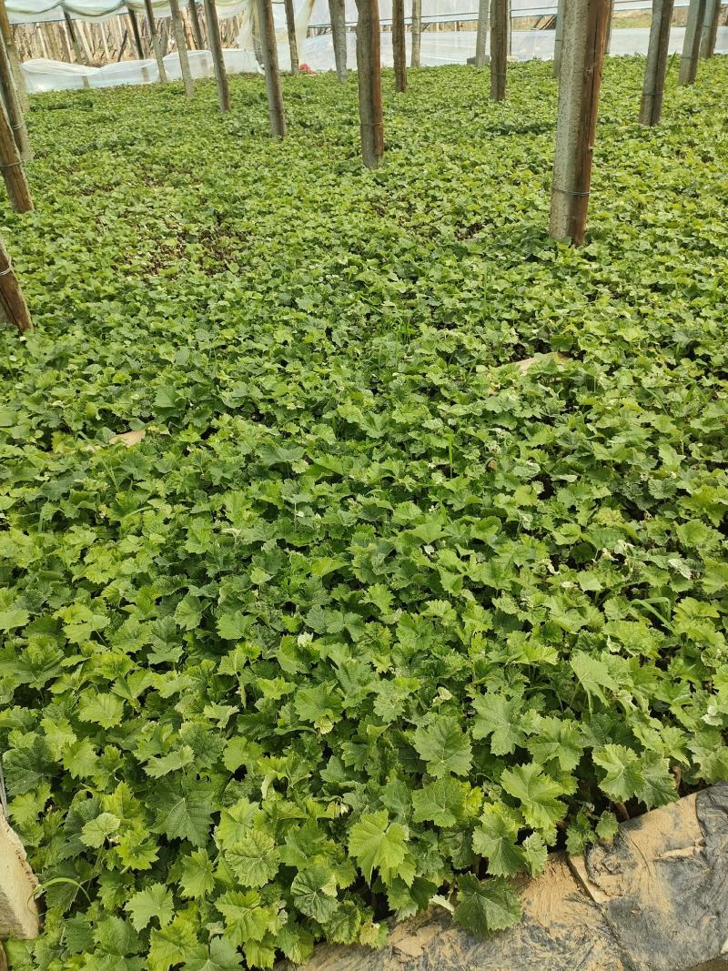 阳光玫瑰营养杯葡萄苗，三叶一心发货。